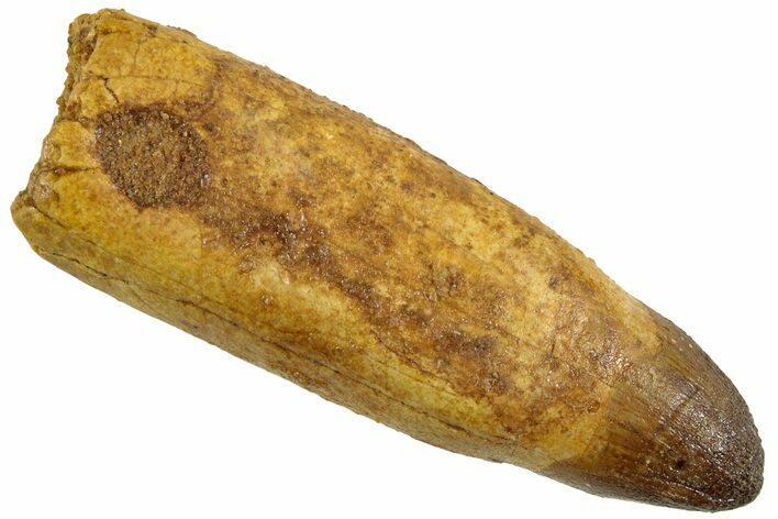 Rooted Fossil Crocodile Tooth - Morocco #230704